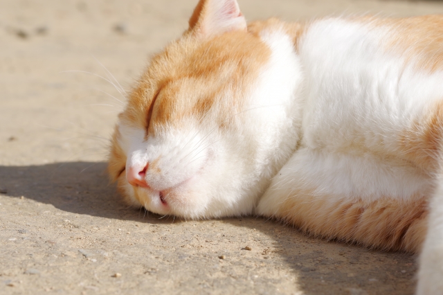 猫の写真